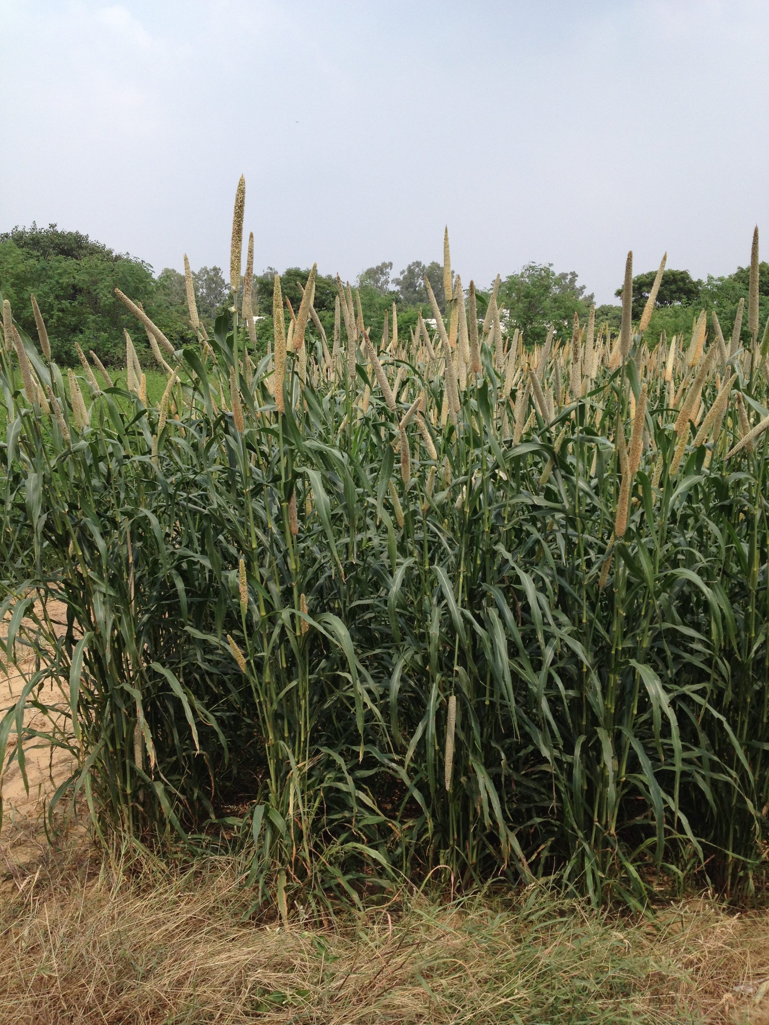 Pearl Millet In Tamil Millet – APSIM