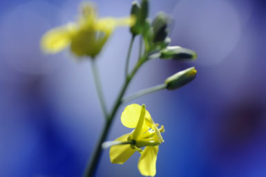 Canola