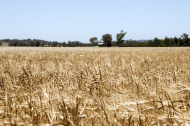 Barley Field