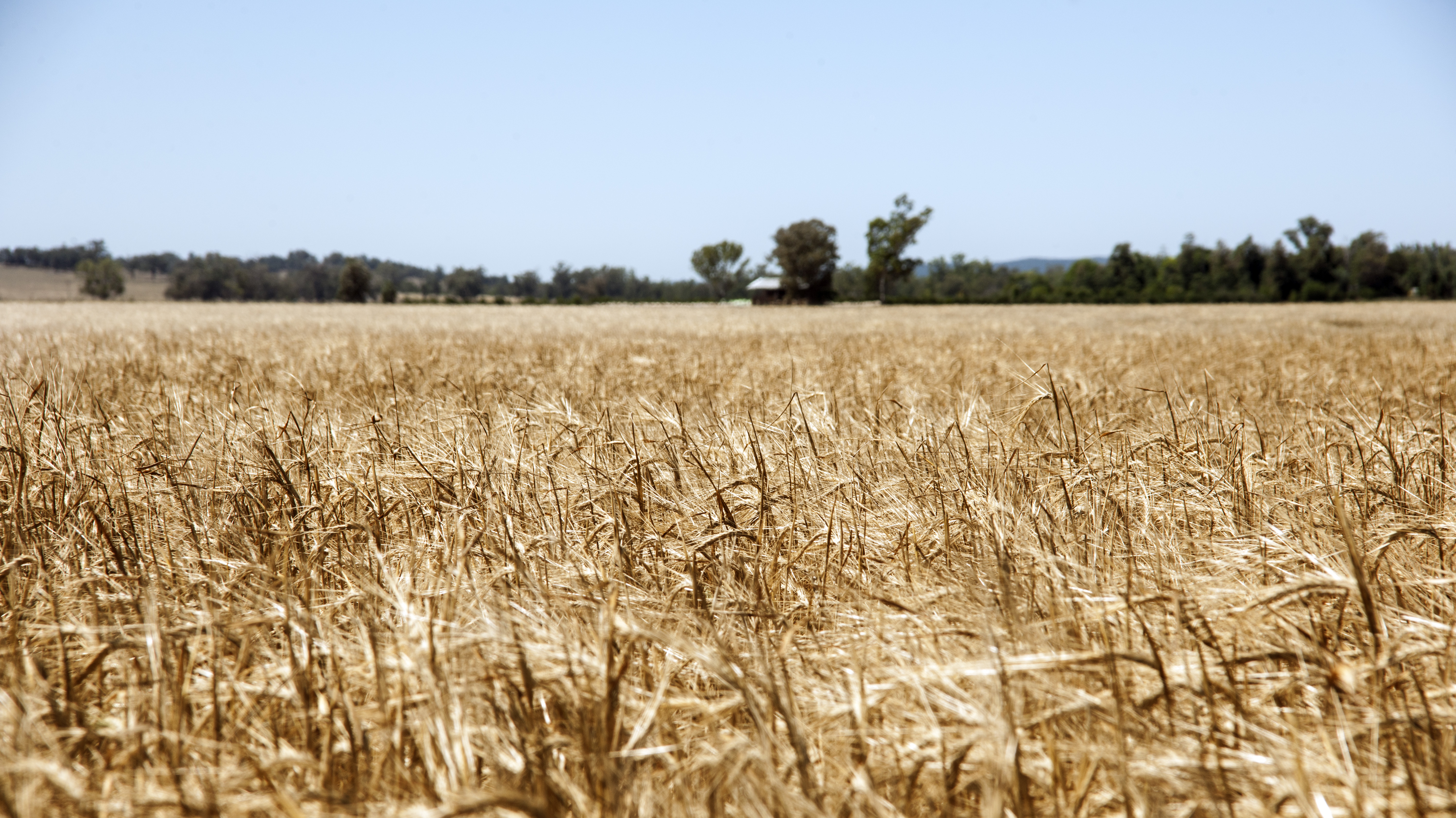 cover crops apsim cover crops apsim