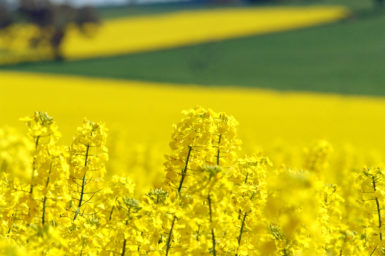 Canola Field