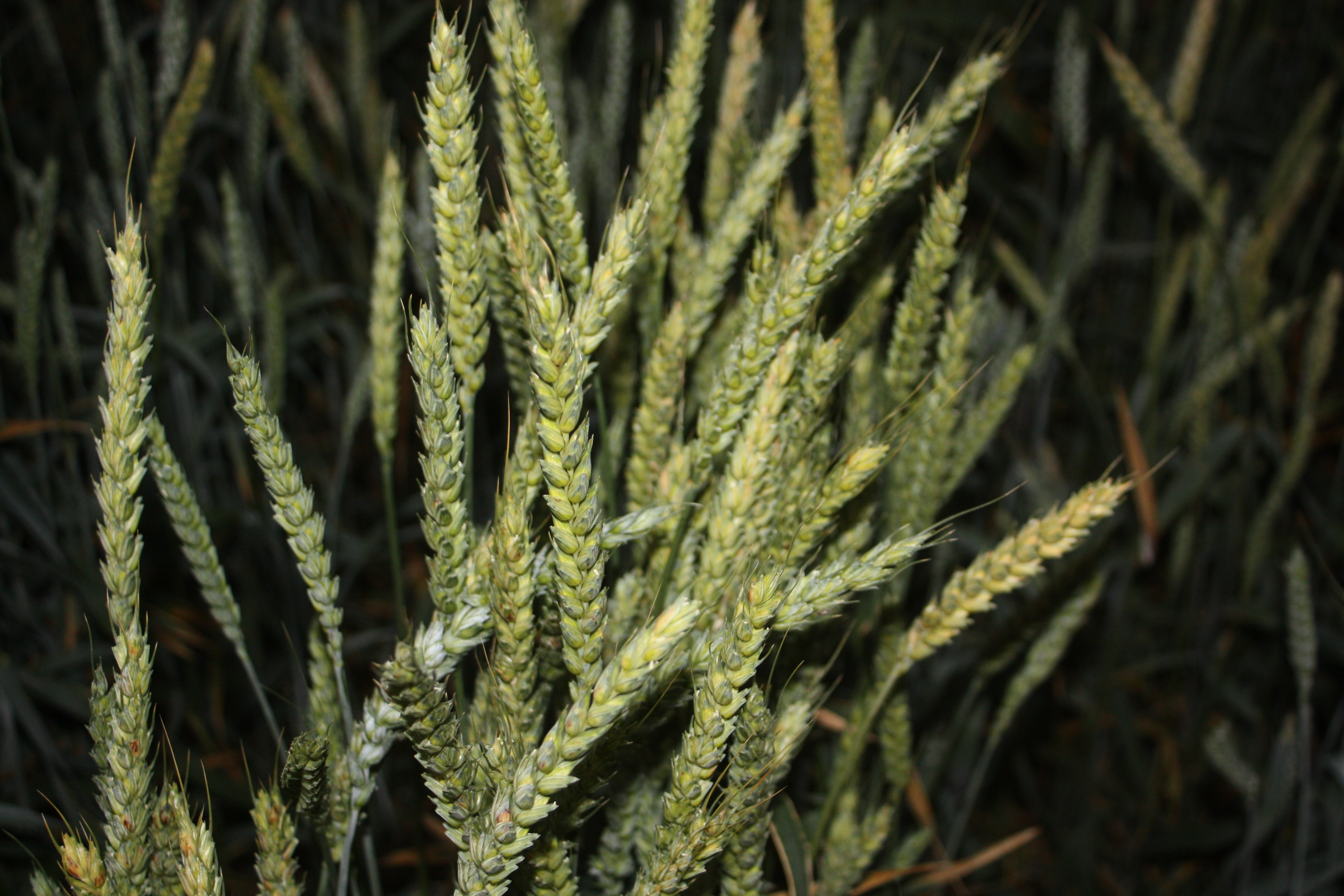 apsim wheat apsim wheat